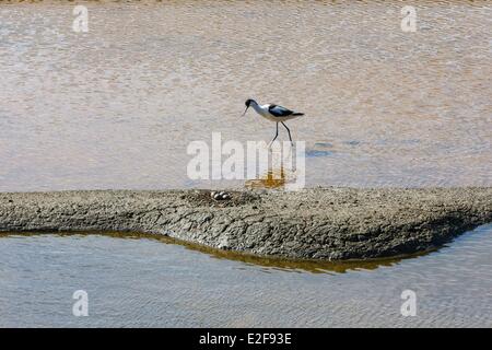 Francia, Vendee, L'Ile-d'Olonne, pied avocet e il suo nido in un saline Foto Stock