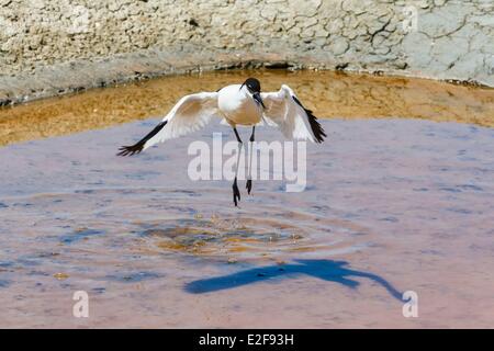 Francia, Vendee, L'Ile-d'Olonne, pied avocet Foto Stock