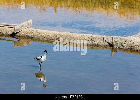 Francia, Vendee, L'Ile-d'Olonne, pied avocet in un saline Foto Stock