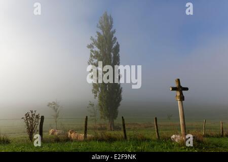 Francia, Cote d'Or, croce lungo il tragitto e albero Foto Stock