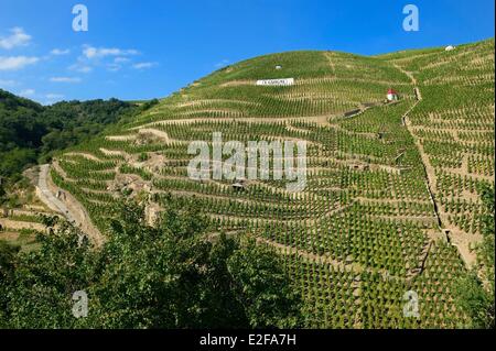 La Francia, il Rodano, il Parc Naturel Regional du Pilat (Parco naturale regionale del Pilat), Ampuis, Côte Rotie AOC vigneti Foto Stock