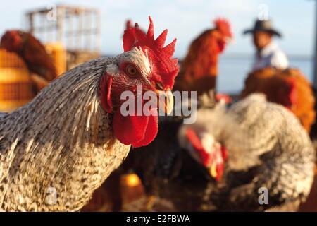 Francia isola di Reunion (dipartimento francese d' oltremare) San Paolo ritratto di un gallo su una bancarella vendendo Reunion creolo polli Foto Stock