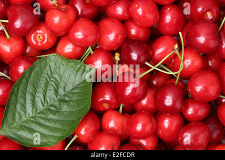 Red cherries with a leaf forming a background in summer Foto Stock