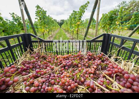 Francia, Calvados, Grisy, Les Arpents du Soleil, una sola vigna normanno, prima vendemmia, Pinot Gris varietà per uva da vino Foto Stock