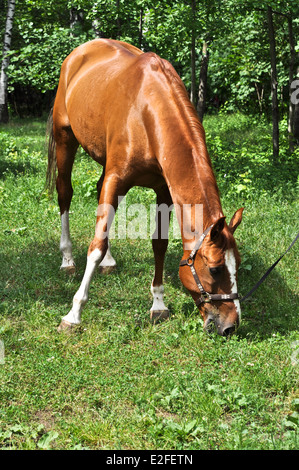 A inizio estate cavallo assaporerete fresca erba succosa. Il cavallo nel verde della foresta. Foto Stock