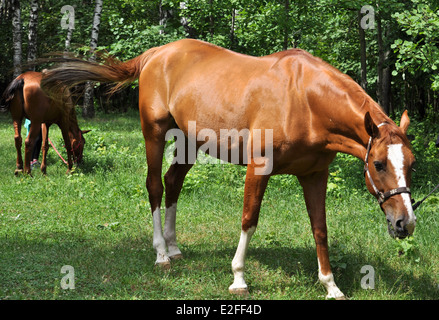 A inizio estate cavallo assaporerete fresca erba succosa. Il cavallo nel verde della foresta. Foto Stock