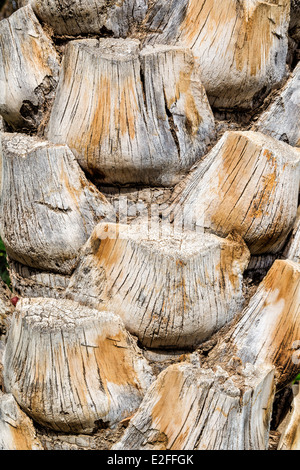 Primo piano immagine verticale di un tronco di palma Phoenix canariensis Foto Stock