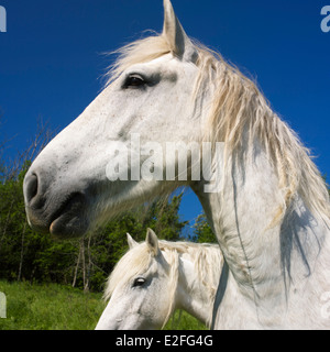 Cavallo in un campo in campagna d'estate Foto Stock