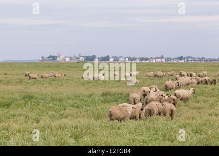 Francia, Somme, Baie de Somme, pecore barene della Somme, Le Crotoy in background Foto Stock