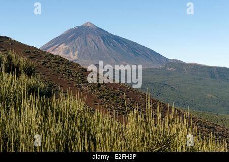 Spagna Isole Canarie isola di Tenerife Parco Nazionale del Teide elencati come patrimonio mondiale dall' UNESCO alla sommità del vulcano El Teide Foto Stock