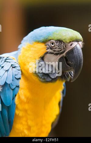 Spagna isole canarie Gran Canaria, Las Palmas, Parrot Foto Stock