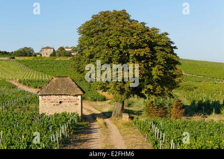 Francia, Saône et Loire, Moulin uno sfiato Beaujolais vigna Romaneche Thorins Foto Stock