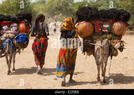 Il Ciad, il Sahel, Loumia savannah, migrazione di Fulani o Foulbe nomadi, con loro zebu Foto Stock