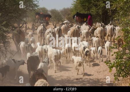 Il Ciad, il Sahel, Loumia savannah, migrazione di Fulani o Foulbe nomadi, con loro zebu Foto Stock