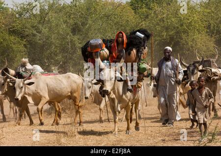 Il Ciad, il Sahel, Loumia savannah, migrazione di Fulani o Foulbe nomadi, con loro zebu Foto Stock