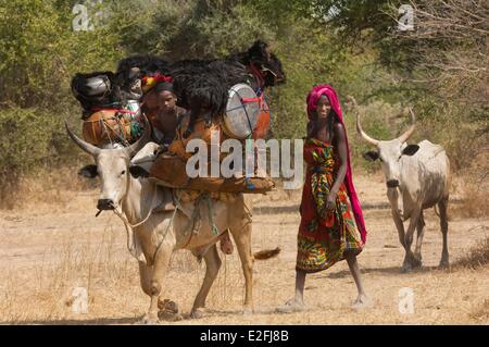 Il Ciad, il Sahel, Loumia savannah, migrazione di Fulani o Foulbe nomadi, con loro zebu Foto Stock