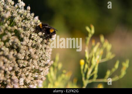 Francia, Seine et Marne, vernou la celle sur seine, graville castello, bumblebee in un allium in giardino vegetale Foto Stock