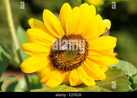 Francia, Seine et Marne, vernou la celle sur seine, graville castello, bumblebee in un girasole nell'orto Foto Stock