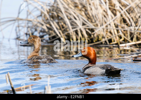 Redhead anatra in una zona umida prateria Foto Stock