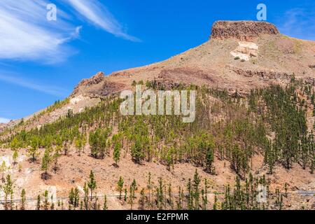 Spagna Isole Canarie Tenerife Island parco naturale della Corona Forestal las Lajas Foto Stock