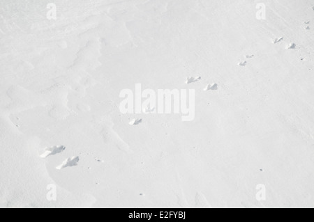 Il distintivo le vie di una montagna lepre (Lepus timidus) con il grande ritorno piedi insieme e i piccoli piedi anteriori offset Foto Stock