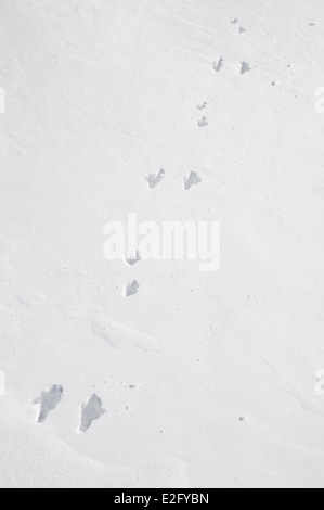 Il distintivo le vie di una montagna lepre (Lepus timidus) con il grande ritorno piedi insieme e i piccoli piedi anteriori offset Foto Stock