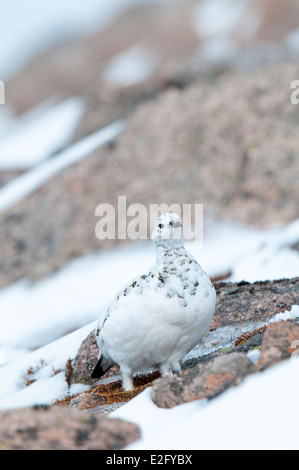 Pernice bianca (Lagopus mutus) femmina adulta in inverno piumaggio, camminare su un affioramento di granito su Cairn Gorm Foto Stock