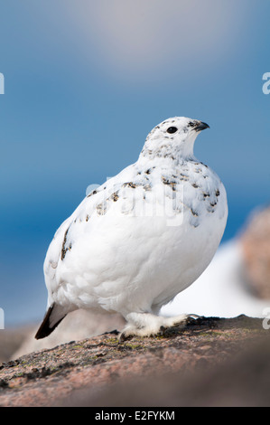 Pernice bianca (Lagopus mutus) femmina adulta in inverno piumaggio, appollaiato su un affioramento di granito sulle pendici di Cairn Gorm Foto Stock