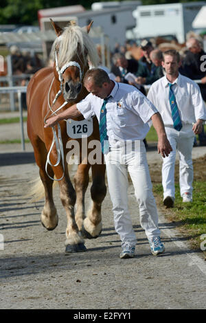 Francia Doubs Maiche concorso nazionale Trait Comtois horse stallone passando la giuria di trotto Foto Stock