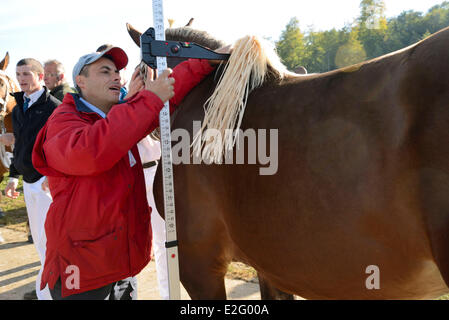 Francia Doubs Maiche concorso nazionale Trait Comtois horse stallone misurare Foto Stock