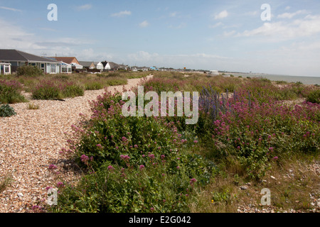 Pagham spiaggia coperta di valeriana e fiori selvatici a molla, West Sussex Foto Stock