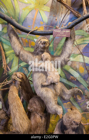 Francia Seine Maritime Rouen Museo di Storia Naturale ripiene throated pallido bradipo (bradypus tridactylus) Foto Stock