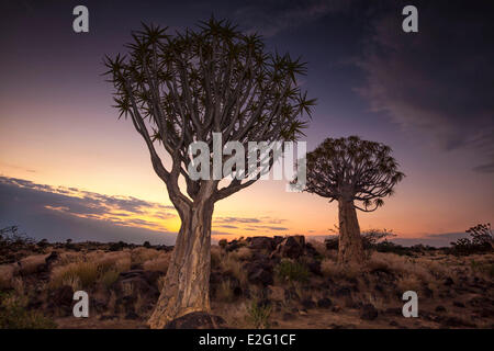 La Namibia Karas Keetmanshoop Quiver Tree Forest (Aloe dichotoma) dopo il tramonto Foto Stock