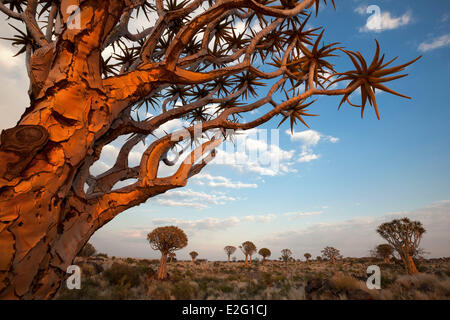 La Namibia Karas Keetmanshoop Quiver Tree Forest (Aloe dichotoma) Foto Stock