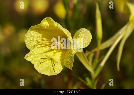 La Polonia Podlaskie Grodzisk Agriturismo centro (Zio owy zak tekstovi) (Oenothera suaveolens) Enotera Foto Stock