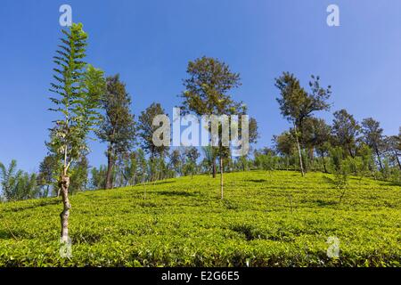 Sri Lanka provincia centrale quartiere di Kandy Pussellawa la piantagione di tè Foto Stock