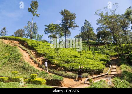 Sri Lanka provincia centrale quartiere di Kandy Pussellawa la piantagione di tè Foto Stock