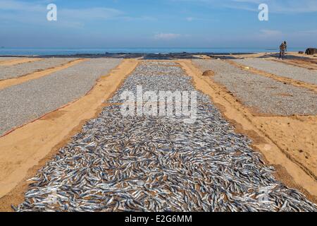 Sri Lanka Provincia Occidentale distretto Gampaha Negombo pesci essiccamento sulla spiaggia Foto Stock