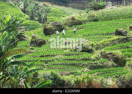 Malaysia Cameron Highlands Brinchang orto Foto Stock