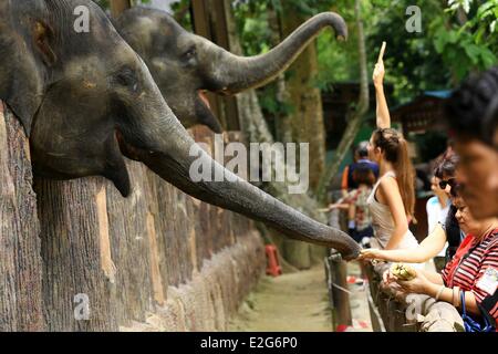 Malaysia Pahang membro Kuala Gandah elefante santuario Foto Stock