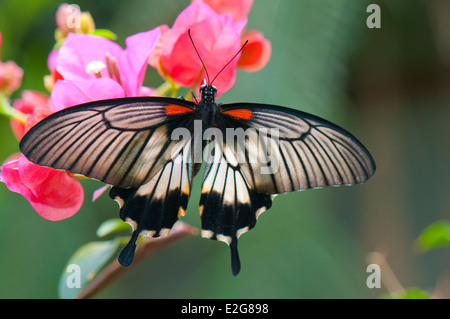 Dettaglio del grande femmina mormone (Papilio memnon agenor) farfalla si appollaia su fiore rosa Foto Stock