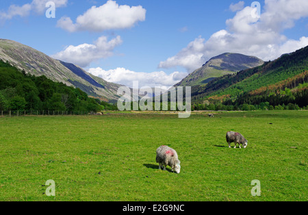 Ennerdale Valley in primavera, Parco Nazionale del Distretto dei Laghi, Cumbria, England, Regno Unito Foto Stock