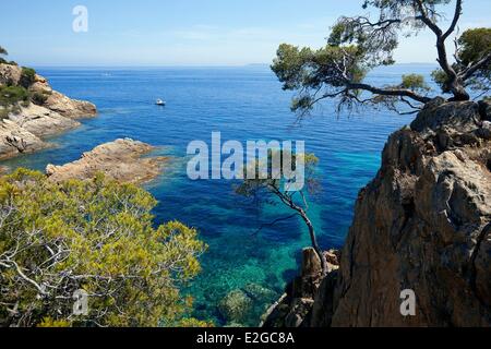 Francia Var Corniche des Maures Le Lavandou suggerimento Layet pini Foto Stock