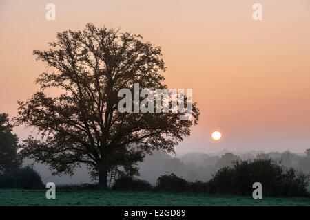 Francia Loiret regione Sologne Ligny Le Ribault sunrise intorno al villaggio Foto Stock