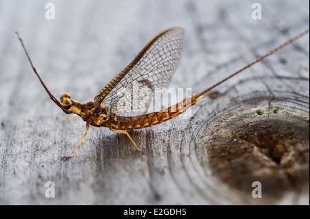 Mayfly (soldato canadese) in Cleveland Ohio Foto Stock