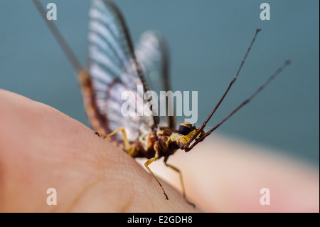 Mayfly (soldato canadese) in Cleveland Ohio Foto Stock