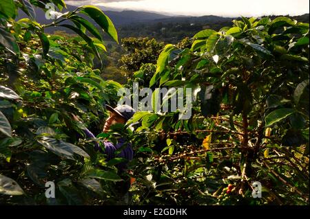 Panama Chiriqui provincia Boquete piantagione di caffè Finca Lerida chicchi di caffè la mietitura su pendii di Volcan Baru da un nativo americano Nagbe Foto Stock