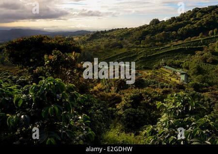 Panama Chiriqui provincia Boquete piantagione di caffè Finca Lerida sulle pendici del Volcan Baru hotel Foto Stock