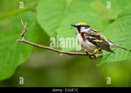 Chestnut facciate trillo Foto Stock