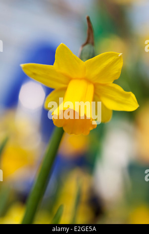Giallo singolo daffodil - fiore di narciso con uno sfondo morbido Foto Stock